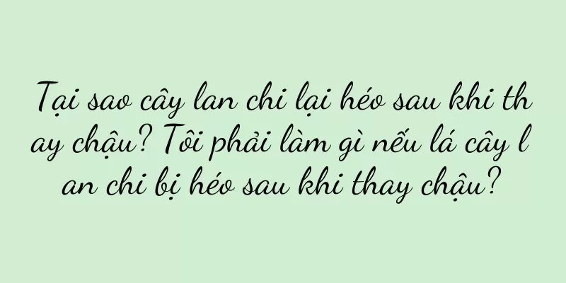 Tại sao cây lan chi lại héo sau khi thay chậu? Tôi phải làm gì nếu lá cây lan chi bị héo sau khi thay chậu?