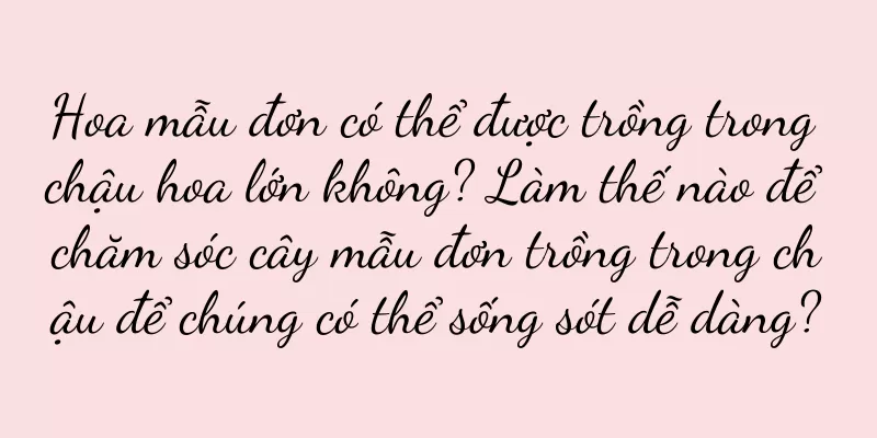 Hoa mẫu đơn có thể được trồng trong chậu hoa lớn không? Làm thế nào để chăm sóc cây mẫu đơn trồng trong chậu để chúng có thể sống sót dễ dàng?