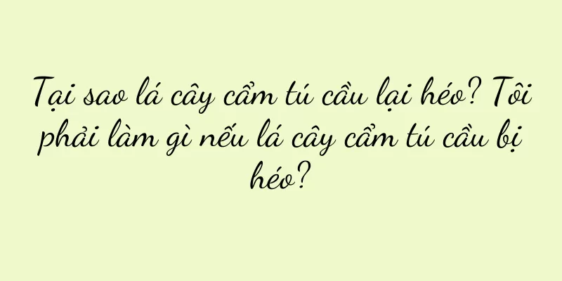 Tại sao lá cây cẩm tú cầu lại héo? Tôi phải làm gì nếu lá cây cẩm tú cầu bị héo?