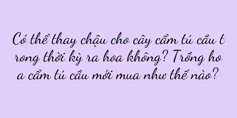 Có thể thay chậu cho cây cẩm tú cầu trong thời kỳ ra hoa không? Trồng hoa cẩm tú cầu mới mua như thế nào?