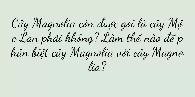 Cây Magnolia còn được gọi là cây Mộc Lan phải không? Làm thế nào để phân biệt cây Magnolia với cây Magnolia?