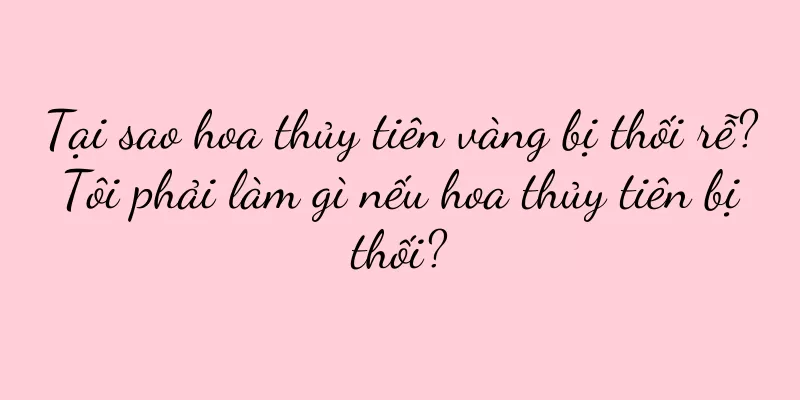 Tại sao hoa thủy tiên vàng bị thối rễ? Tôi phải làm gì nếu hoa thủy tiên bị thối?