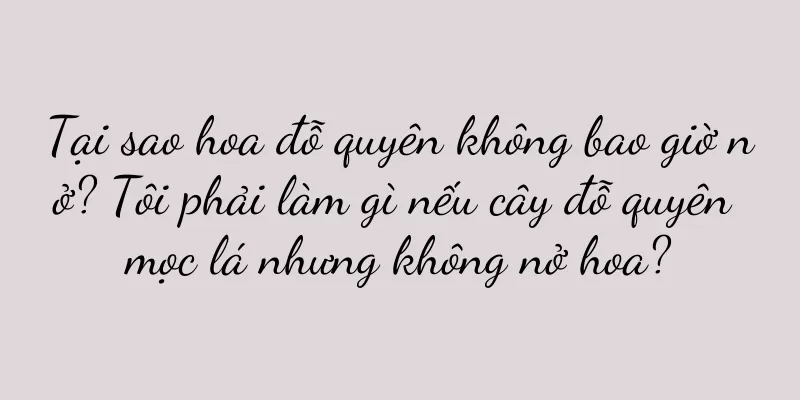 Tại sao hoa đỗ quyên không bao giờ nở? Tôi phải làm gì nếu cây đỗ quyên mọc lá nhưng không nở hoa?