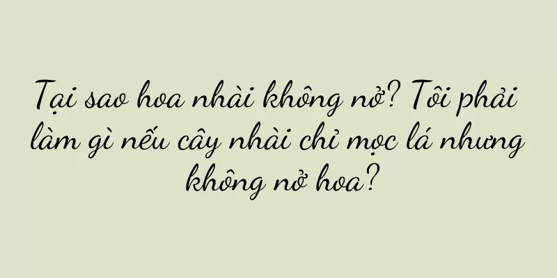 Tại sao hoa nhài không nở? Tôi phải làm gì nếu cây nhài chỉ mọc lá nhưng không nở hoa?