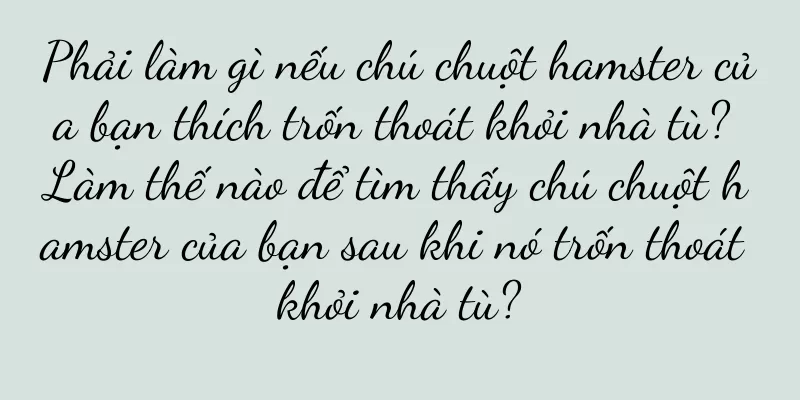Phải làm gì nếu chú chuột hamster của bạn thích trốn thoát khỏi nhà tù? Làm thế nào để tìm thấy chú chuột hamster của bạn sau khi nó trốn thoát khỏi nhà tù?