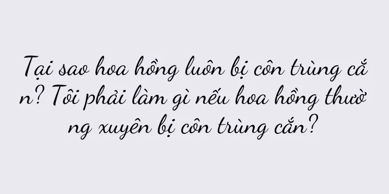 Tại sao hoa hồng luôn bị côn trùng cắn? Tôi phải làm gì nếu hoa hồng thường xuyên bị côn trùng cắn?