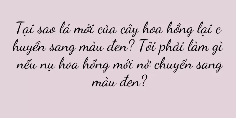 Tại sao lá mới của cây hoa hồng lại chuyển sang màu đen? Tôi phải làm gì nếu nụ hoa hồng mới nở chuyển sang màu đen?