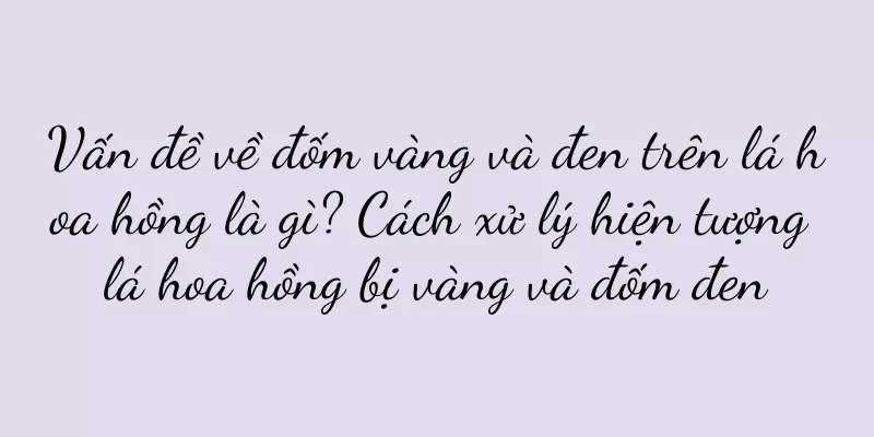 Vấn đề về đốm vàng và đen trên lá hoa hồng là gì? Cách xử lý hiện tượng lá hoa hồng bị vàng và đốm đen