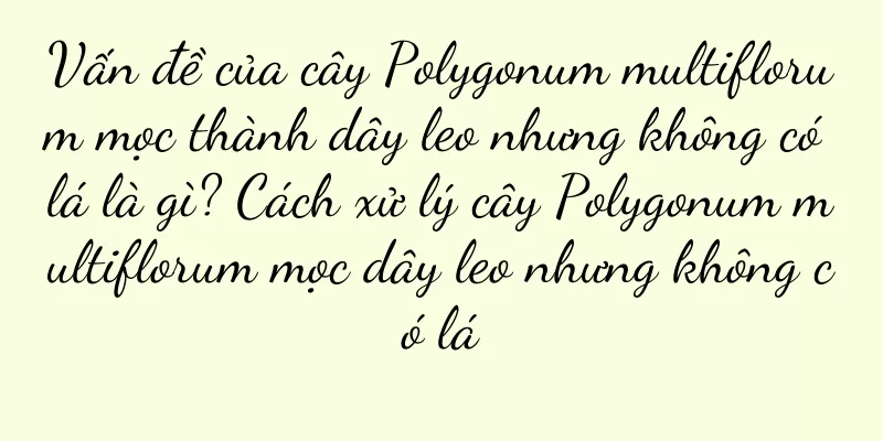 Vấn đề của cây Polygonum multiflorum mọc thành dây leo nhưng không có lá là gì? Cách xử lý cây Polygonum multiflorum mọc dây leo nhưng không có lá