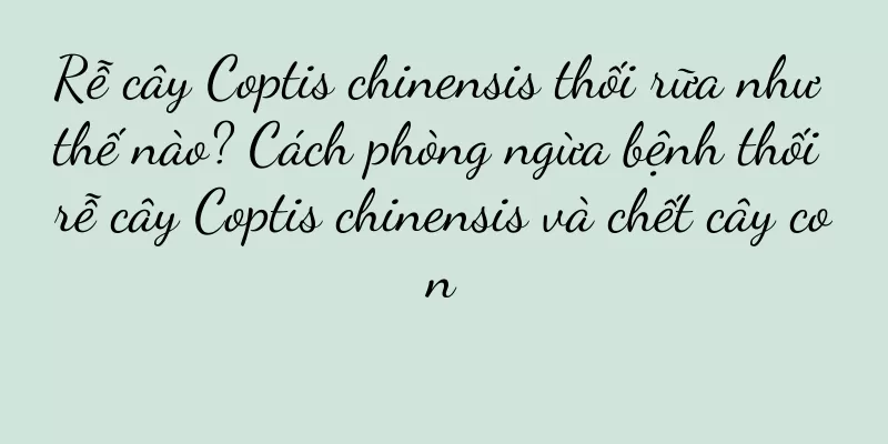Rễ cây Coptis chinensis thối rữa như thế nào? Cách phòng ngừa bệnh thối rễ cây Coptis chinensis và chết cây con
