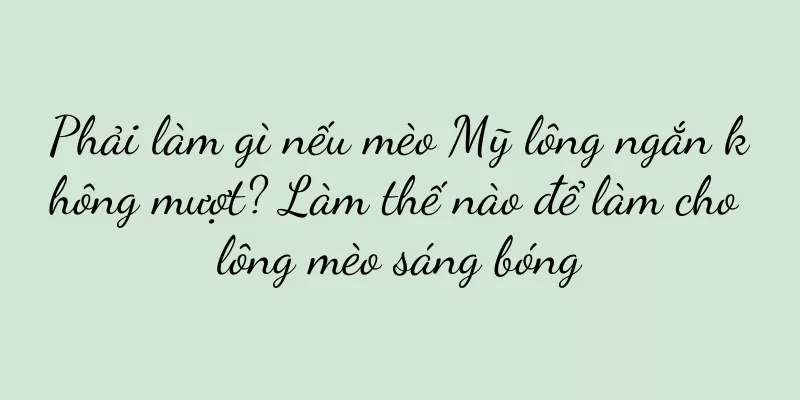 Phải làm gì nếu mèo Mỹ lông ngắn không mượt? Làm thế nào để làm cho lông mèo sáng bóng