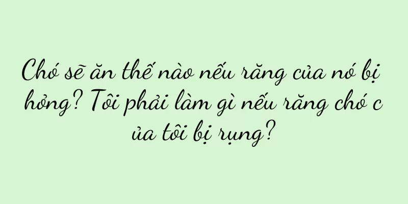 Chó sẽ ăn thế nào nếu răng của nó bị hỏng? Tôi phải làm gì nếu răng chó của tôi bị rụng?