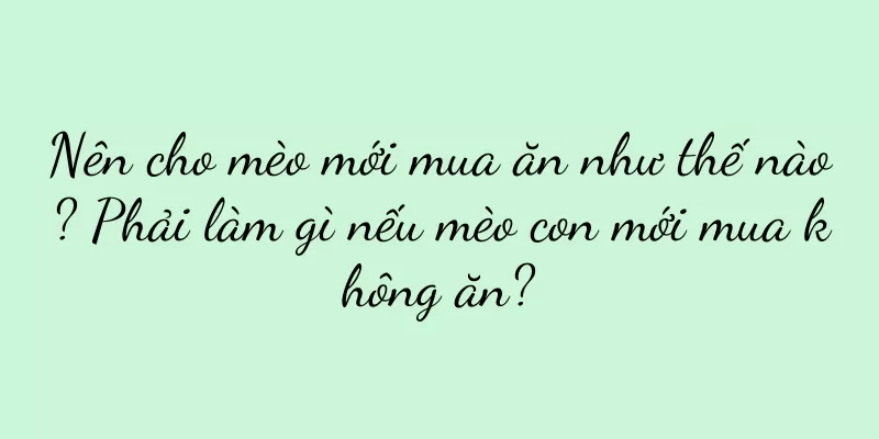 Nên cho mèo mới mua ăn như thế nào? Phải làm gì nếu mèo con mới mua không ăn?