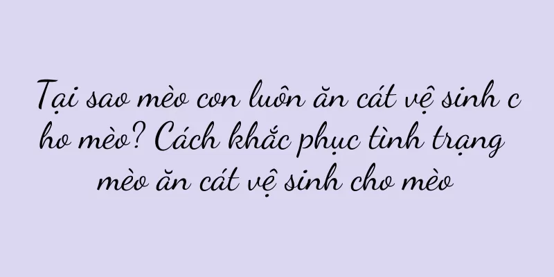 Tại sao mèo con luôn ăn cát vệ sinh cho mèo? Cách khắc phục tình trạng mèo ăn cát vệ sinh cho mèo