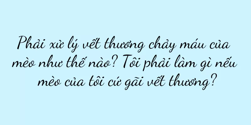 Phải xử lý vết thương chảy máu của mèo như thế nào? Tôi phải làm gì nếu mèo của tôi cứ gãi vết thương?