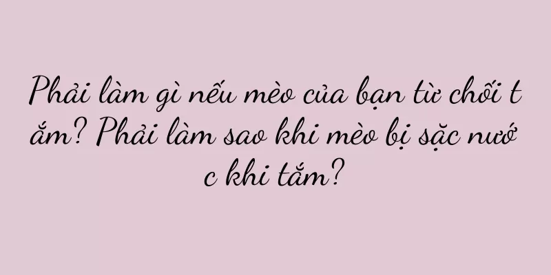 Phải làm gì nếu mèo của bạn từ chối tắm? Phải làm sao khi mèo bị sặc nước khi tắm?
