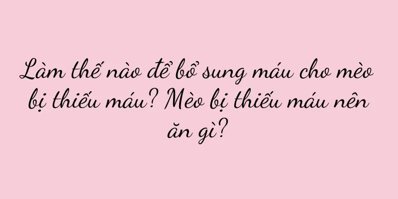 Làm thế nào để bổ sung máu cho mèo bị thiếu máu? Mèo bị thiếu máu nên ăn gì?