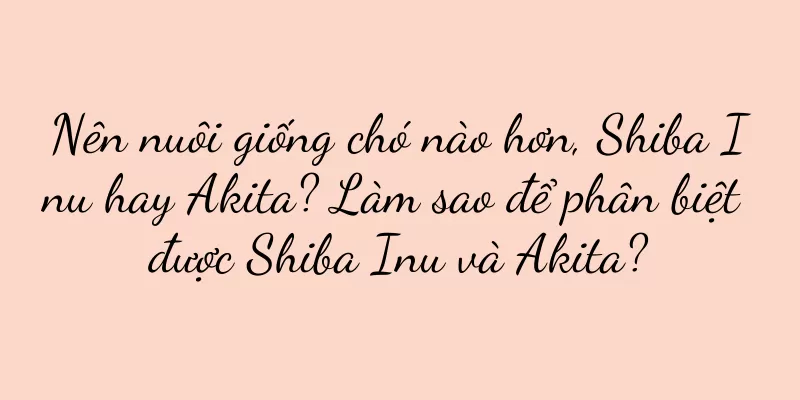 Nên nuôi giống chó nào hơn, Shiba Inu hay Akita? Làm sao để phân biệt được Shiba Inu và Akita?