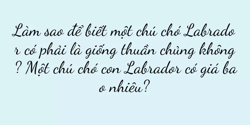 Làm sao để biết một chú chó Labrador có phải là giống thuần chủng không? Một chú chó con Labrador có giá bao nhiêu?