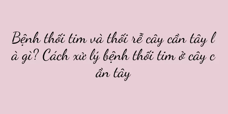 Bệnh thối tim và thối rễ cây cần tây là gì? Cách xử lý bệnh thối tim ở cây cần tây
