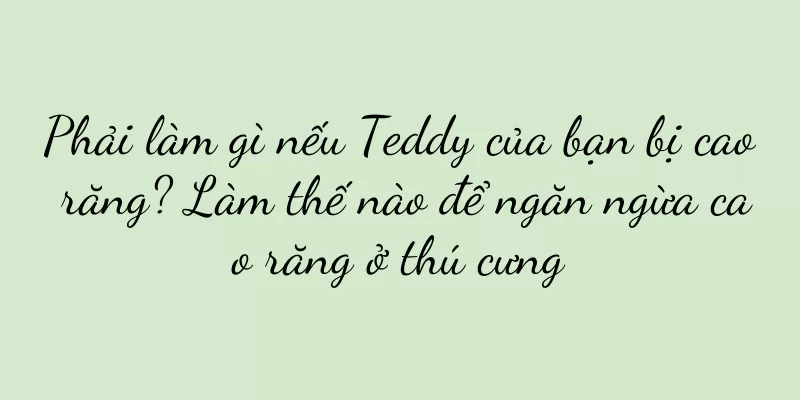 Phải làm gì nếu Teddy của bạn bị cao răng? Làm thế nào để ngăn ngừa cao răng ở thú cưng