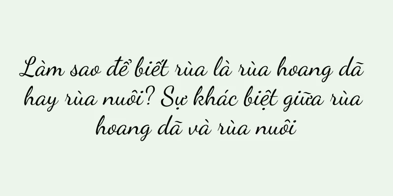 Làm sao để biết rùa là rùa hoang dã hay rùa nuôi? Sự khác biệt giữa rùa hoang dã và rùa nuôi