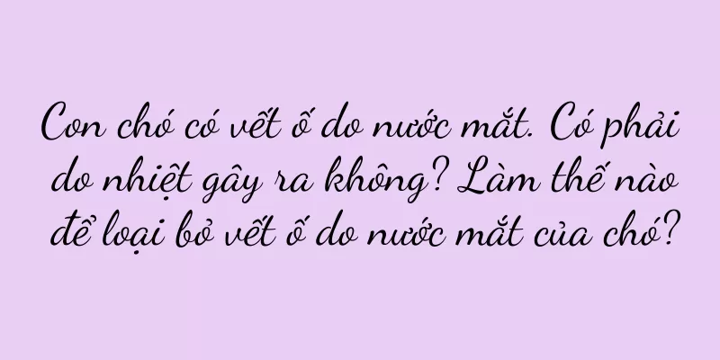 Con chó có vết ố do nước mắt. Có phải do nhiệt gây ra không? Làm thế nào để loại bỏ vết ố do nước mắt của chó?