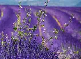 Gợi ý các loại khẩu trang giá cả phải chăng để sử dụng hàng ngày.