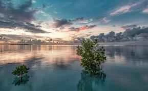 Các phương pháp làm sạch giúp loại bỏ sẹo mụn và làm mờ vết thâm.