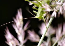 Cách làm mặt nạ chuối