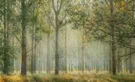 Mặt nạ chống nhăn tự chế giúp giữ gìn vẻ trẻ trung.