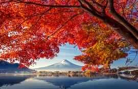 Khám phá những lợi ích làm đẹp của dầu ô liu