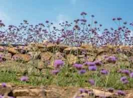 Những loại kem dưỡng mắt tốt nhất trị quầng thâm