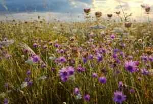 4 loại mặt nạ mắt giúp làm mờ quầng thâm tức thì