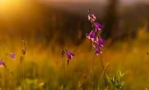 Mặt nạ làm trắng da tự chế cho làn da trắng sáng và xinh đẹp