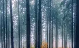 Các phương pháp làm đẹp sử dụng giấm trắng