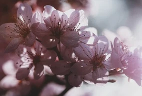 Gợi ý sản phẩm tẩy tế bào chết