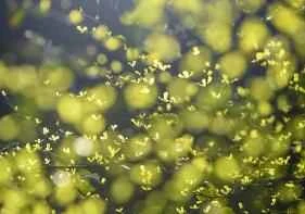 Các sản phẩm làm thon gọn khuôn mặt hiệu quả năm 2009